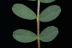 Astragalus bibullatus