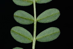 Astragalus bibullatus