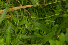 Cyperus gracilis