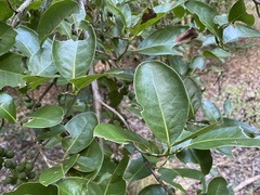 Coccoloba diversifolia image