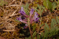 Astragalus bibullatus