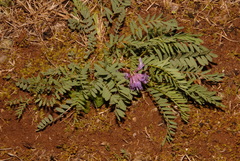 Astragalus bibullatus