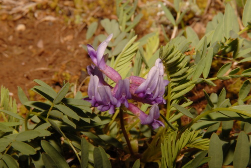 Image of Limestone Glade Milkvetch (Astragalus bibullatus) by (c) Brian Finzel, some rights reserved (CC BY-SA)