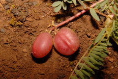 Astragalus bibullatus