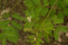 Desmanthus pernambucanus