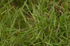 Zoysia matrella