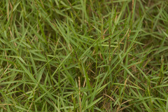 Zoysia matrella