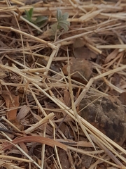 Schizocephala bicornis