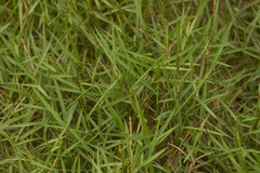 Zoysia matrella