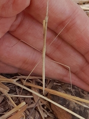 Schizocephala bicornis