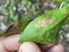 Pithecellobium keyense