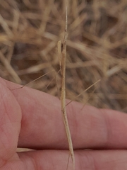 Schizocephala bicornis