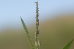 Urochloa subquadripara