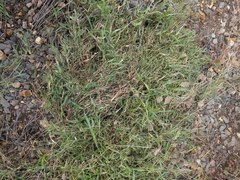 Urochloa subquadripara