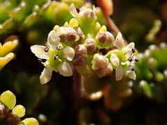 Azorella hydrocotyloides