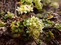 Azorella hydrocotyloides