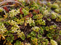 Azorella hydrocotyloides