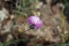 Mantisalca salmantica