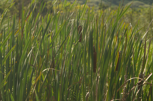 Typha, 2022-01-09