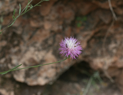 Mantisalca salmantica
