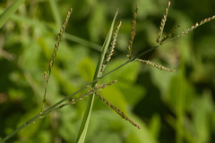 Urochloa mutica