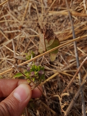 Ipomoea eriocarpa