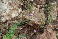 Mantisalca salmantica