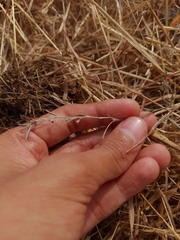 Indigofera linifolia