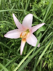 Lilium japonicum