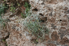 Mantisalca salmantica