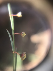 Phyllanthus maderaspatensis