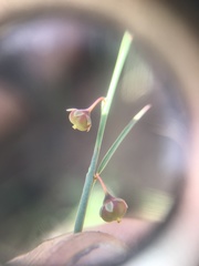 Phyllanthus maderaspatensis