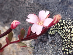 Epilobium krulleanum