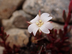 Epilobium krulleanum