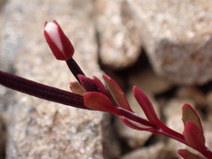 Epilobium krulleanum