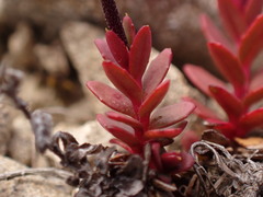 Epilobium krulleanum