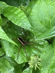Dolomedes silvicola