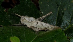 Xyleus modestus