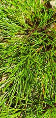 Aciphylla polita