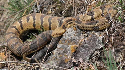 Timber Rattlesnake photographed in Wisconsin