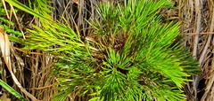 Aciphylla polita