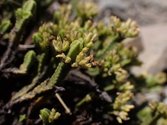 Veronica tetrasticha