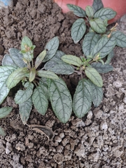 Strobilanthes reptans