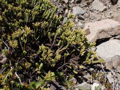 Veronica tetrasticha