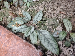 Strobilanthes reptans