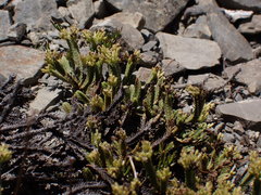 Veronica tetrasticha