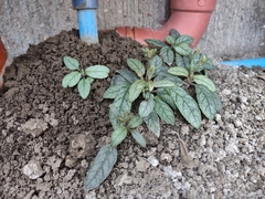 Strobilanthes reptans