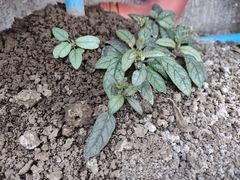 Strobilanthes reptans