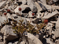 Acaena glabra
