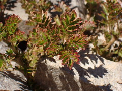 Acaena glabra